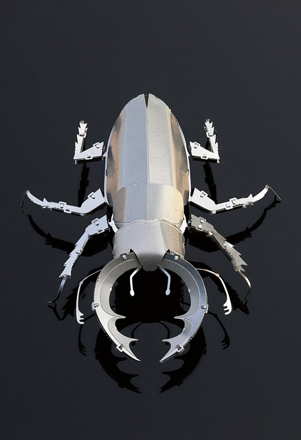 Free Stag Beetle Sesame Beetles photo and picture