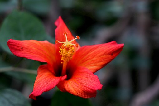 Hibisco, Hibiscus Rojo, Flor Roja, Flor