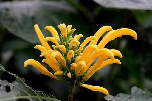 Justicia Aurea, Jacobinia Amarilla