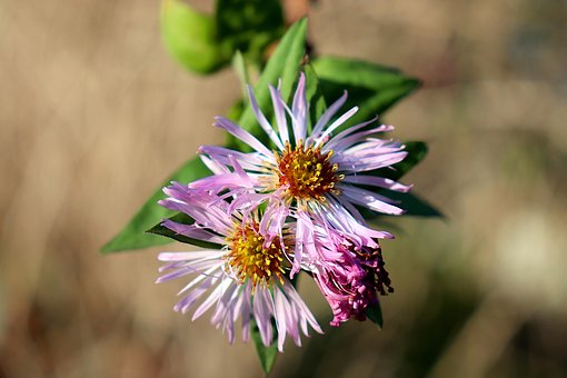 Ampelaster, Aster, Flores, Plantas