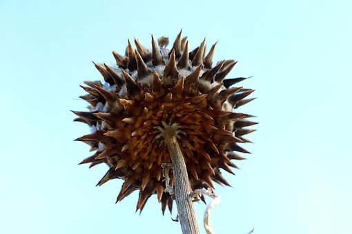 Alcachofa, Planta, Vegetal, Jardín