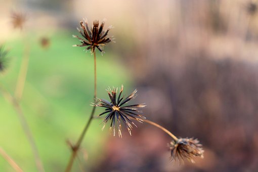 Bidens Pilosa, Flor, Flor Seca, Semillas