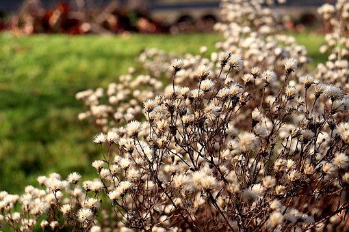 Flores, Flores Secas, Plantas, Semillas