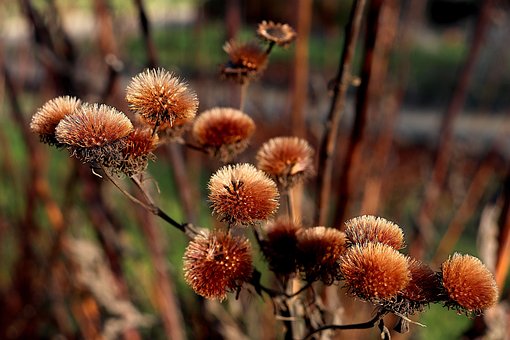 Flores, Flores Secas, Semillas, Plantas