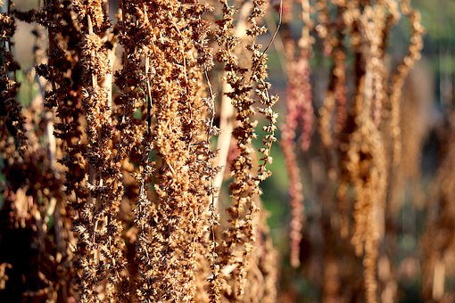 Planta, Planta Marchita, Semillas