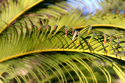 Helecho, Follaje, Plantas