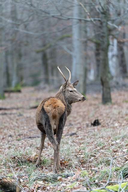 Free Red Deer Deer photo and picture