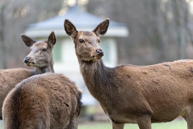 Free Red Deer Deer photo and picture