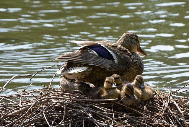 Patos, Patitos, Estanque, Nido
