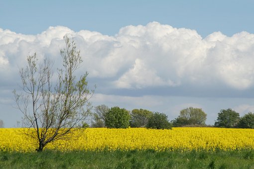 Free Kühlungsborn Landscape photo and picture