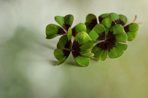 Free Clovers Lucky photo and picture