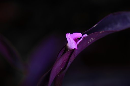 Free Flower Purple Flower photo and picture