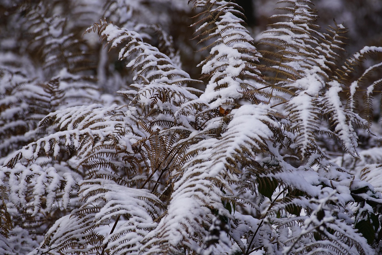 kentia palme groß Kentia Palme (Howea fosteriana) main image 0