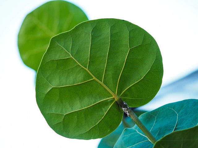 Free Green Plant photo and picture