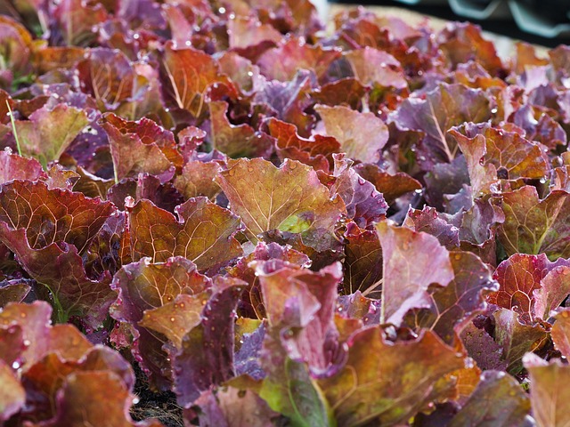 Free Vegetable Nature photo and picture