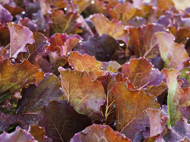 Free Vegetable Red Oak photo and picture