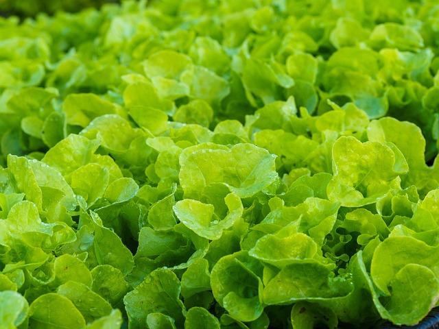 Free Vegetable Green Oak photo and picture