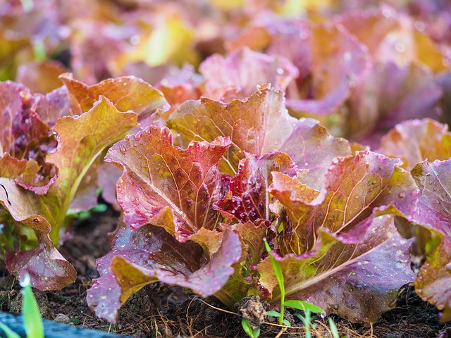 Free Vegetable Red Oak photo and picture