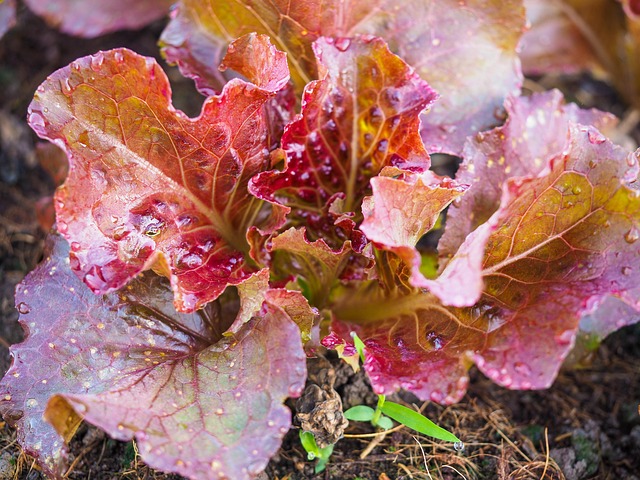 Free Vegetable Red Oak photo and picture