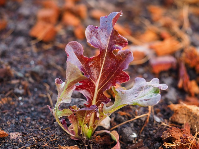 Free Vegetable Red Oak photo and picture