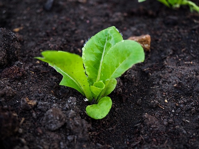 Free Vegetable Green photo and picture