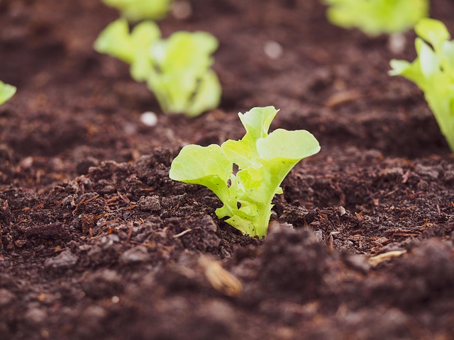 Free Vegetable Green Oak photo and picture