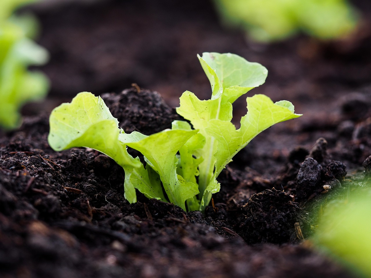 Free Vegetable Garden Sprouts photo and picture