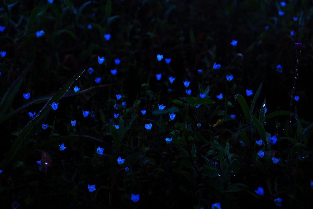 闪电 花 夜晚 - Pixabay上的免费照片 - Pixabay