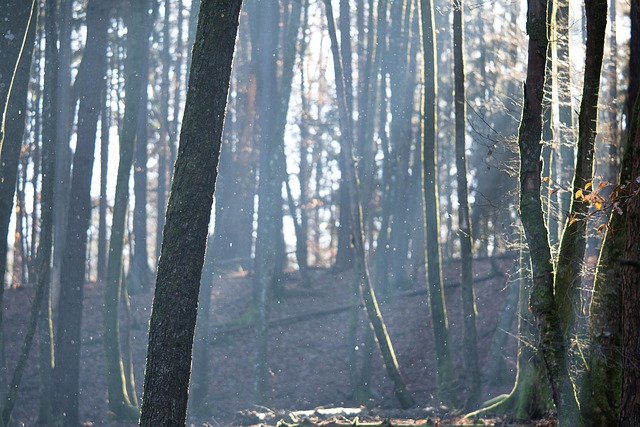 Skov, Træer, Natur, Solskin