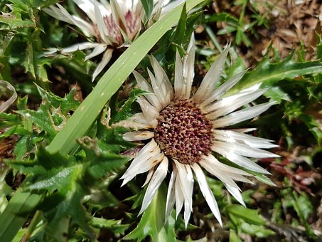 Free Silver Thistle Thistle photo and picture
