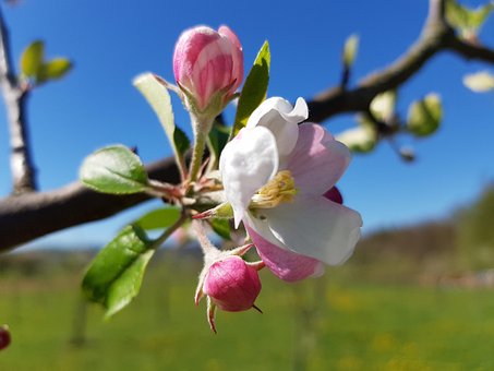 Free Blossom Bloom photo and picture