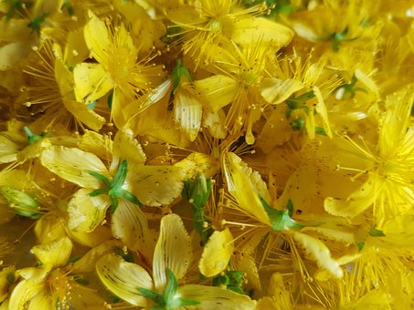 Free Yellow Green photo and picture