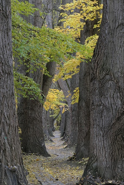 Free Trees Fall photo and picture