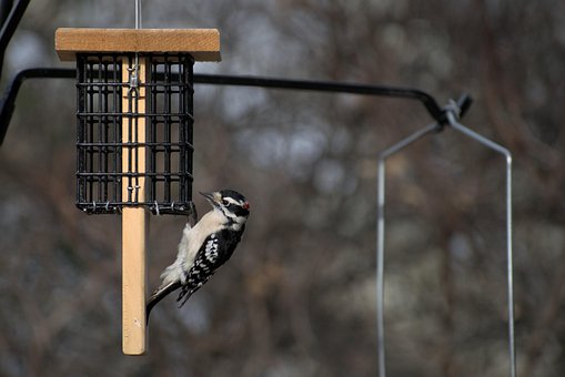 Free Bird Hd Wallpaper photo and picture