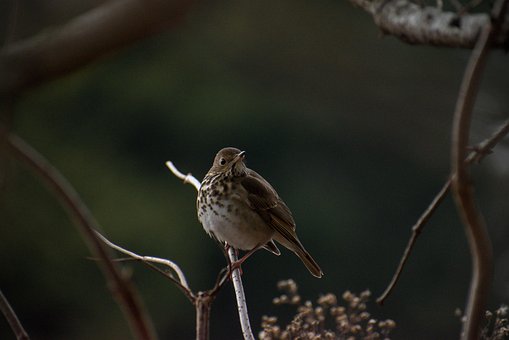 Free Bird Full Hd Wallpaper photo and picture