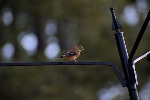 Free Bird Hd Wallpaper photo and picture