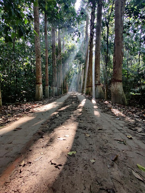 Natur, Dschungel, Pflanze, Wald, Garten