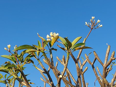 Blume, Natur, Blüte, Flora, Blumen