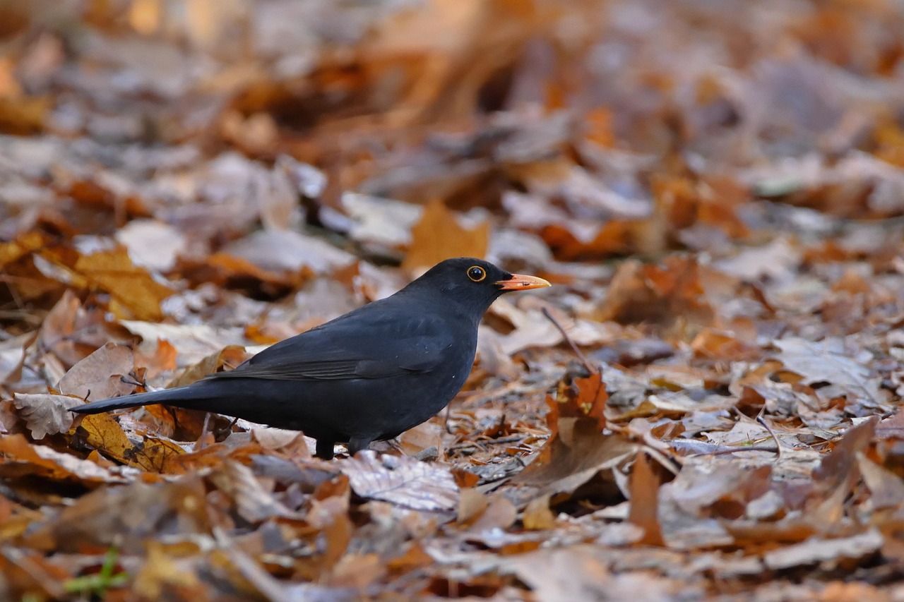 Blackbird Autumn Bird - Free photo on Pixabay - Pixabay