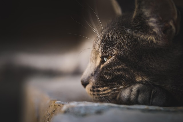 Free Cat Animal photo and picture Free Cat Animal photo and picture