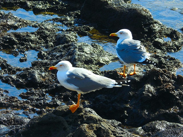 Free Animal Seagull photo and picture