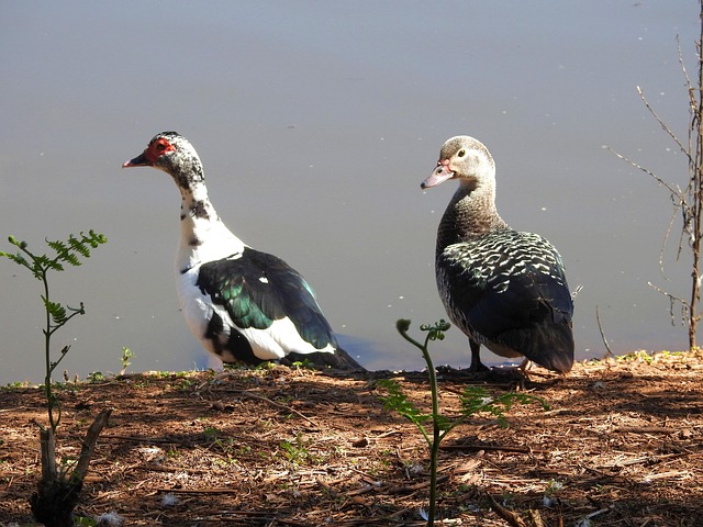 Free Duck Bird photo and picture