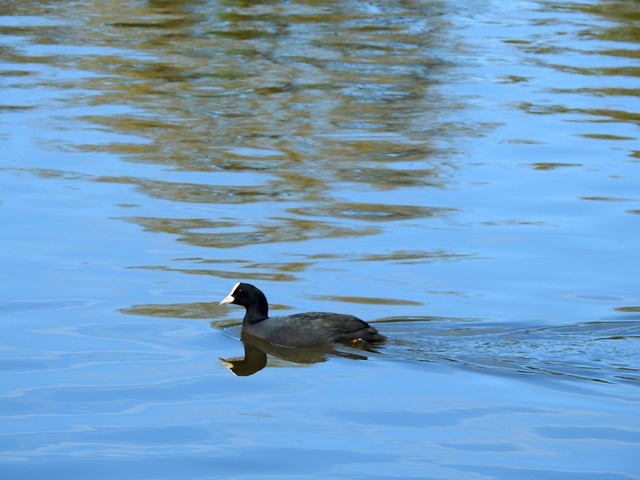 Free Duck Avian photo and picture