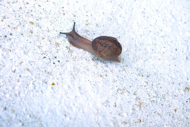 Free Snail Animal photo and picture