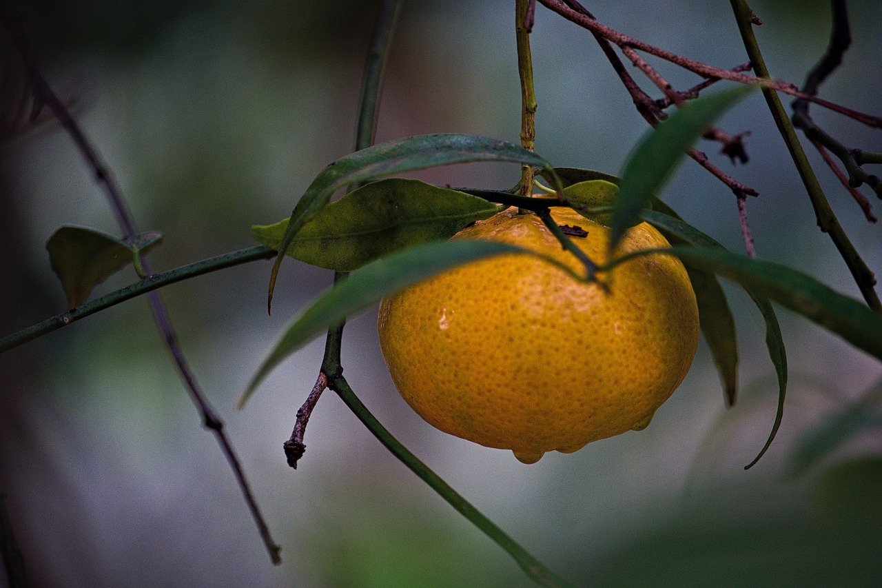 Mandarin Fruit Food Free photo on Pixabay Pixabay
