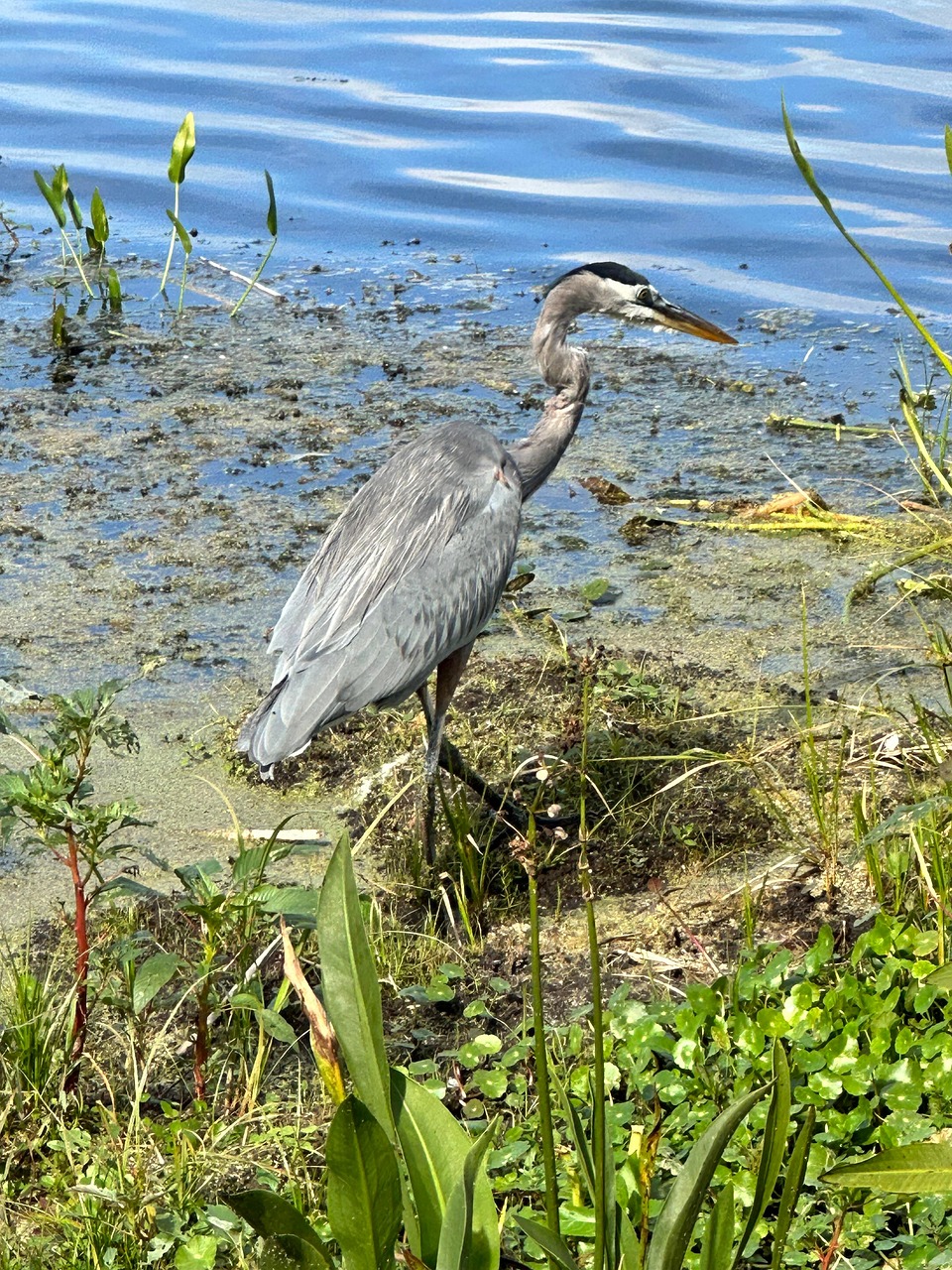 サギ 自然 鳥 - Pixabayの無料写真 - Pixabay