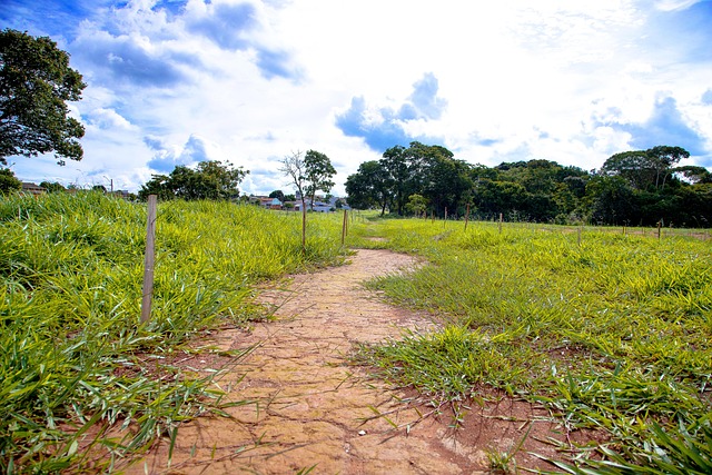 Paisaje, Camino, Arbusto, Árboles