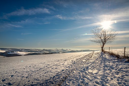 Free Tree Snow photo and picture