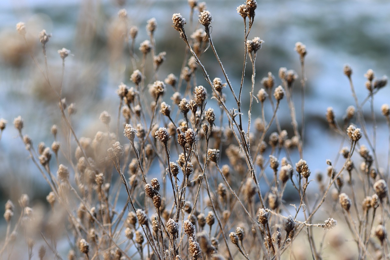 Wildflowers - free online jigsaw puzzle photo