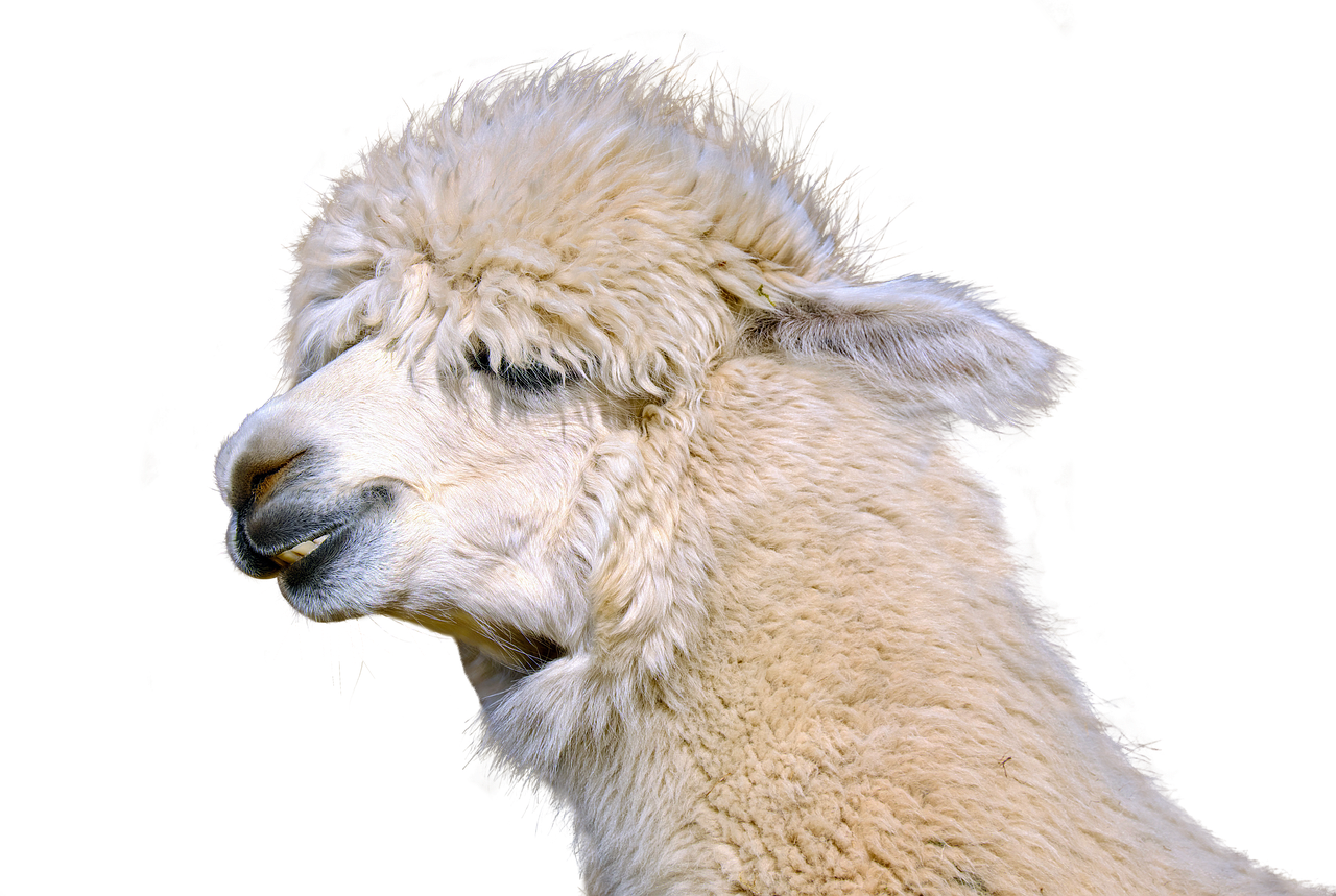 Download Alpaca Mammal Cute Royalty-Free Stock Illustration Image - Pixabay